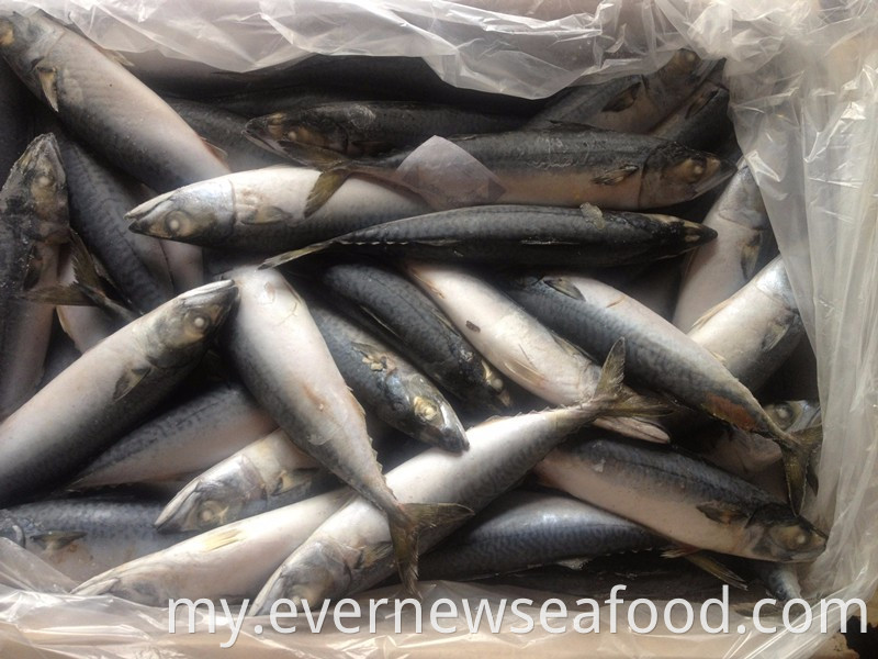 လတ်ဆတ်သော အေးခဲနေသော ပစိဖိတ် မက်ကရယ်ငါးလုံးဝိုင်း